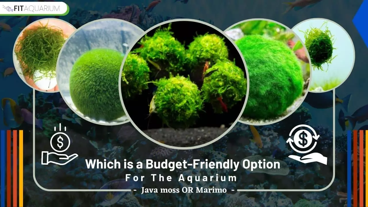 Java moss ball vs marimo- which one is a budget-friendly option