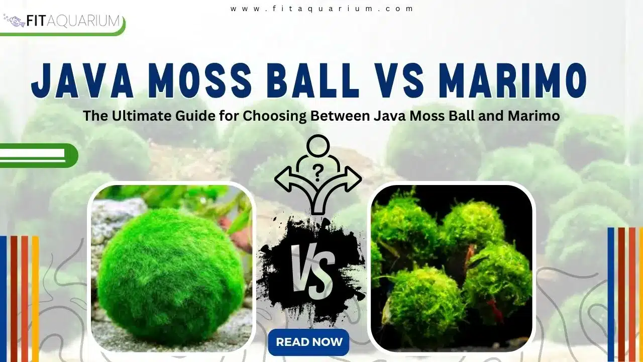 Java Moss Ball vs Marimo