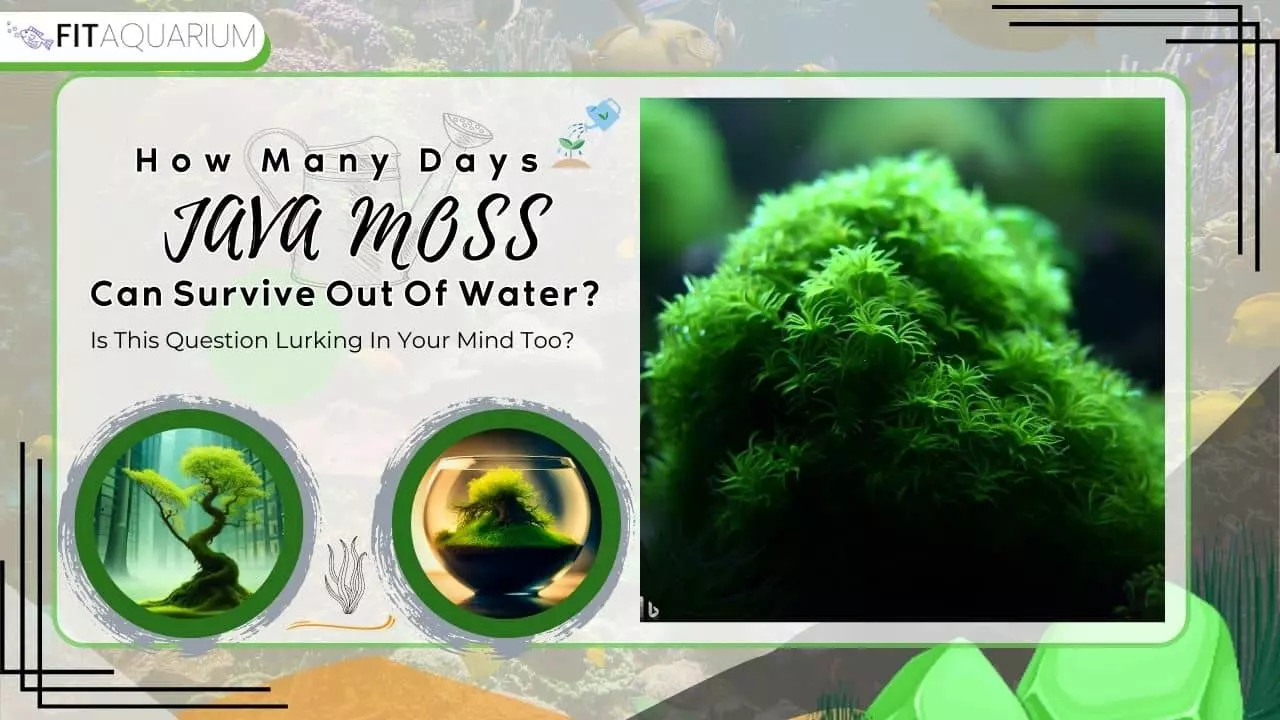 Java moss can survive out of water