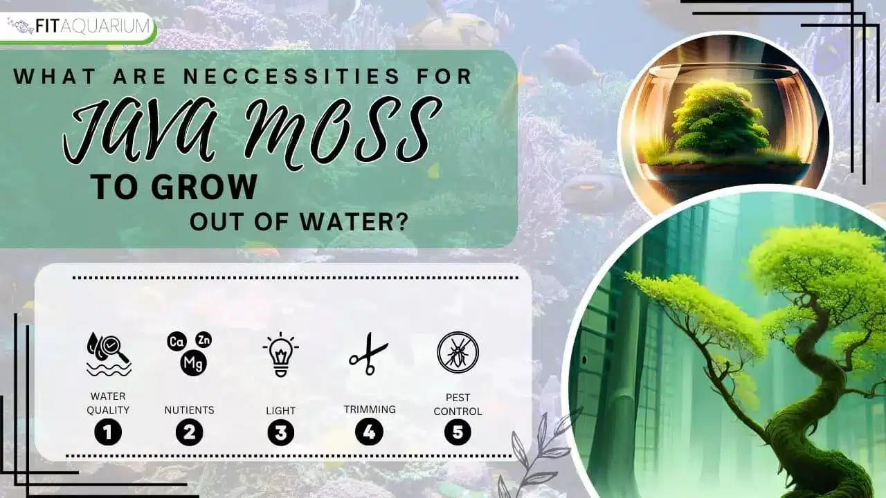 Necessities for java moss to grow out of water