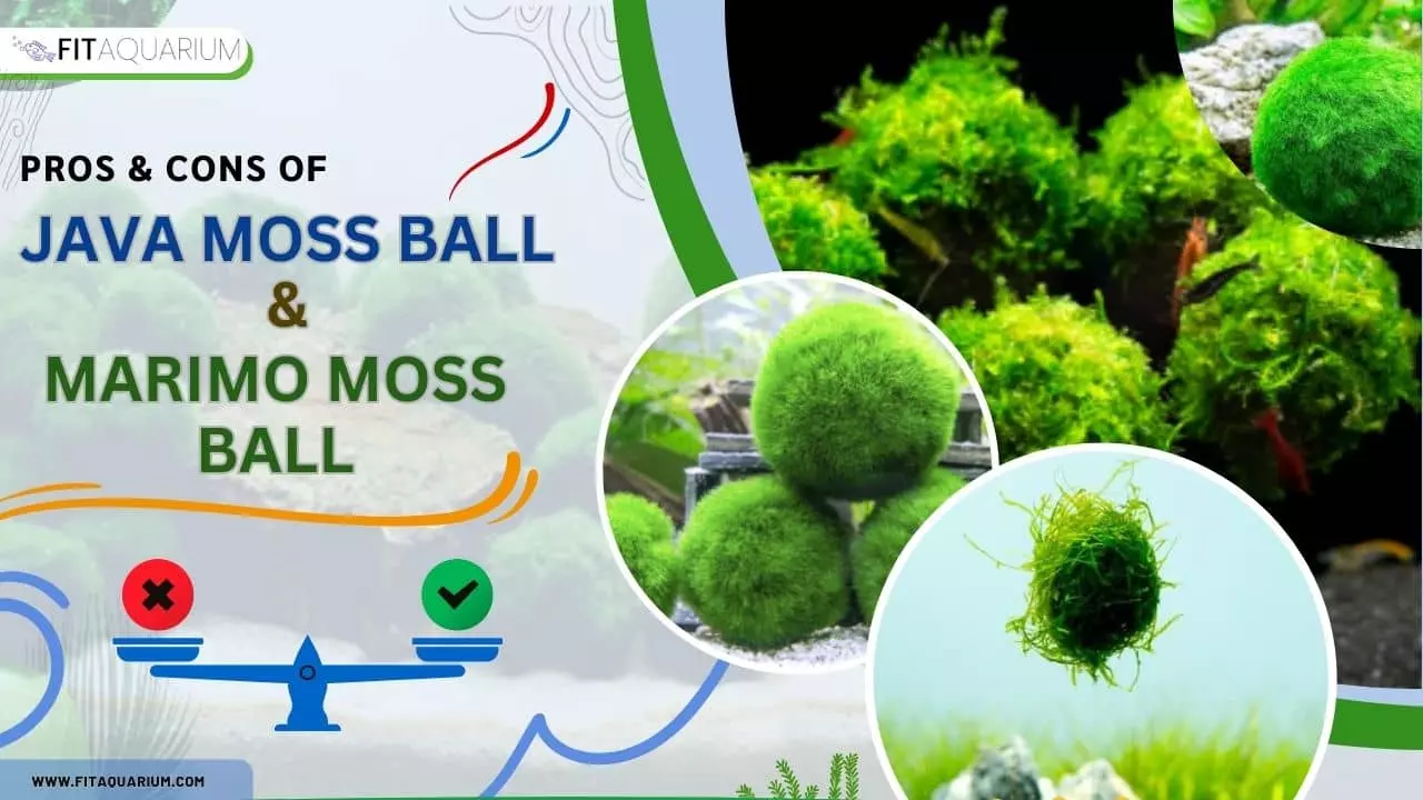 Pros and cons of java moss ball vs marimo