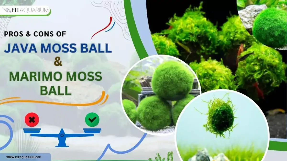 Can moss balls live in a small creek? : r/Moss