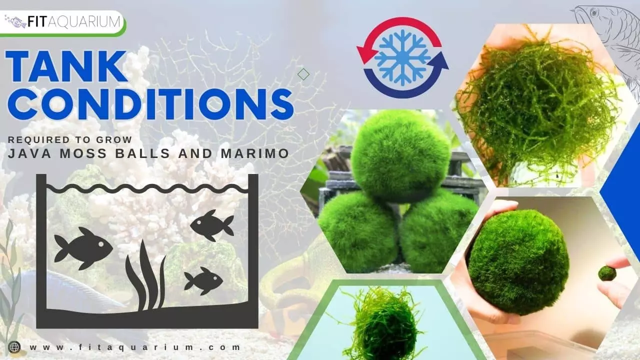 Tank conditions for java moss ball and marimo
