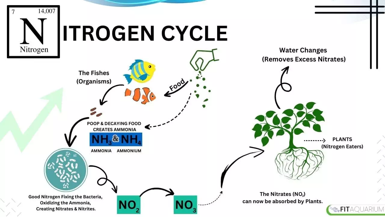 An infographic on nitrogen cycling