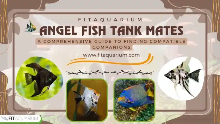 Angelfish tank mates