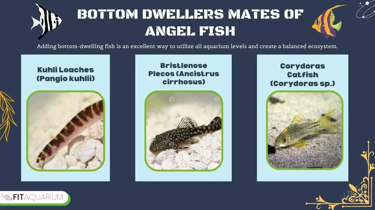 Compatible bottom dwellers for angelfish