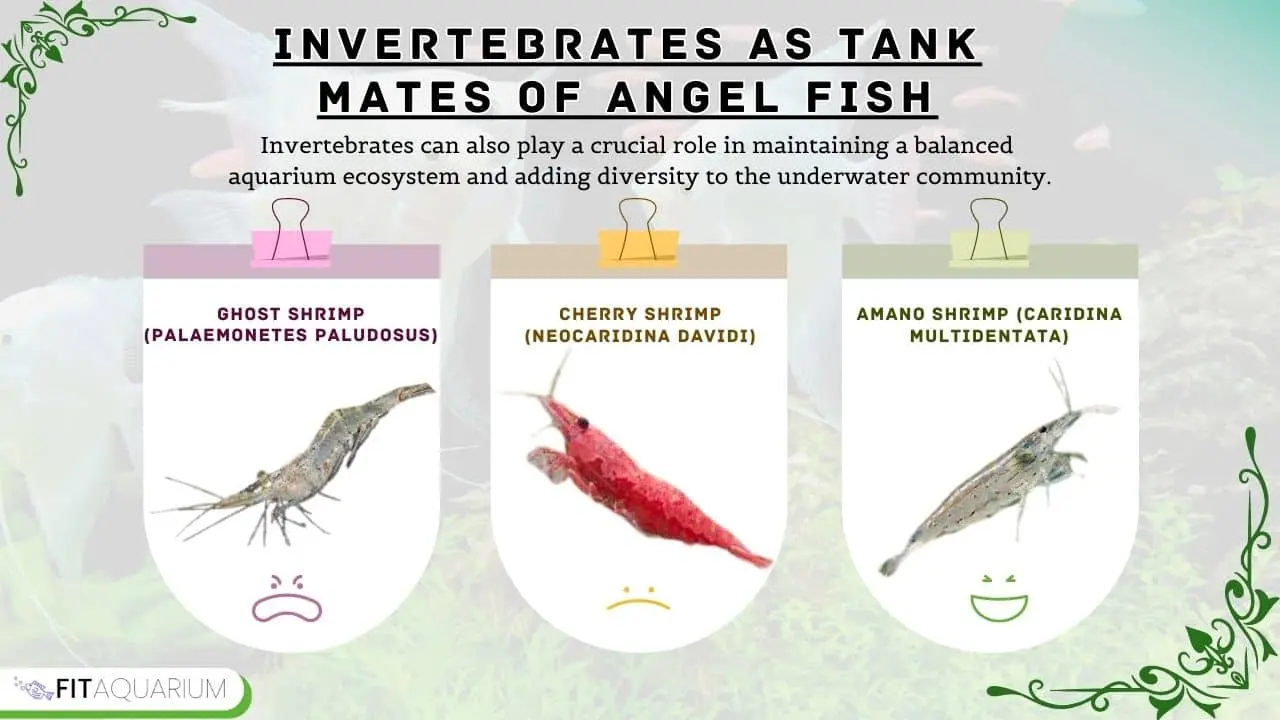 Compatible invertebrates for angelfish