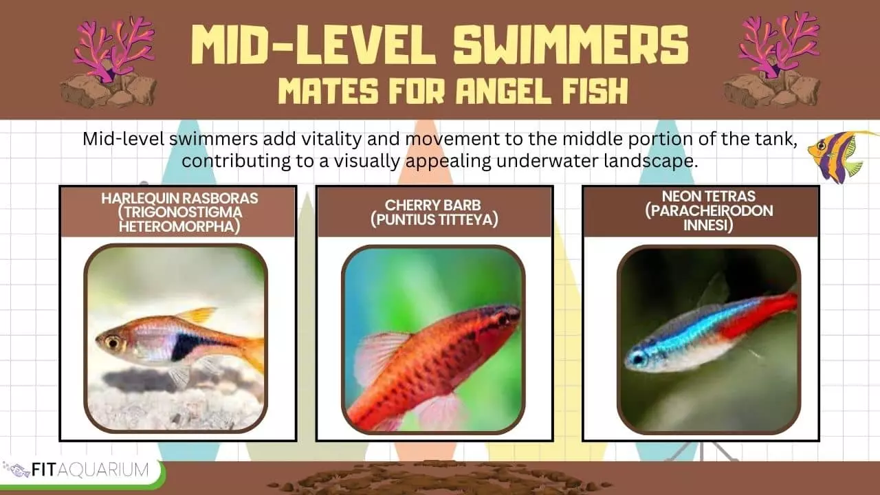 Compatible mid level swimmers for angelfish