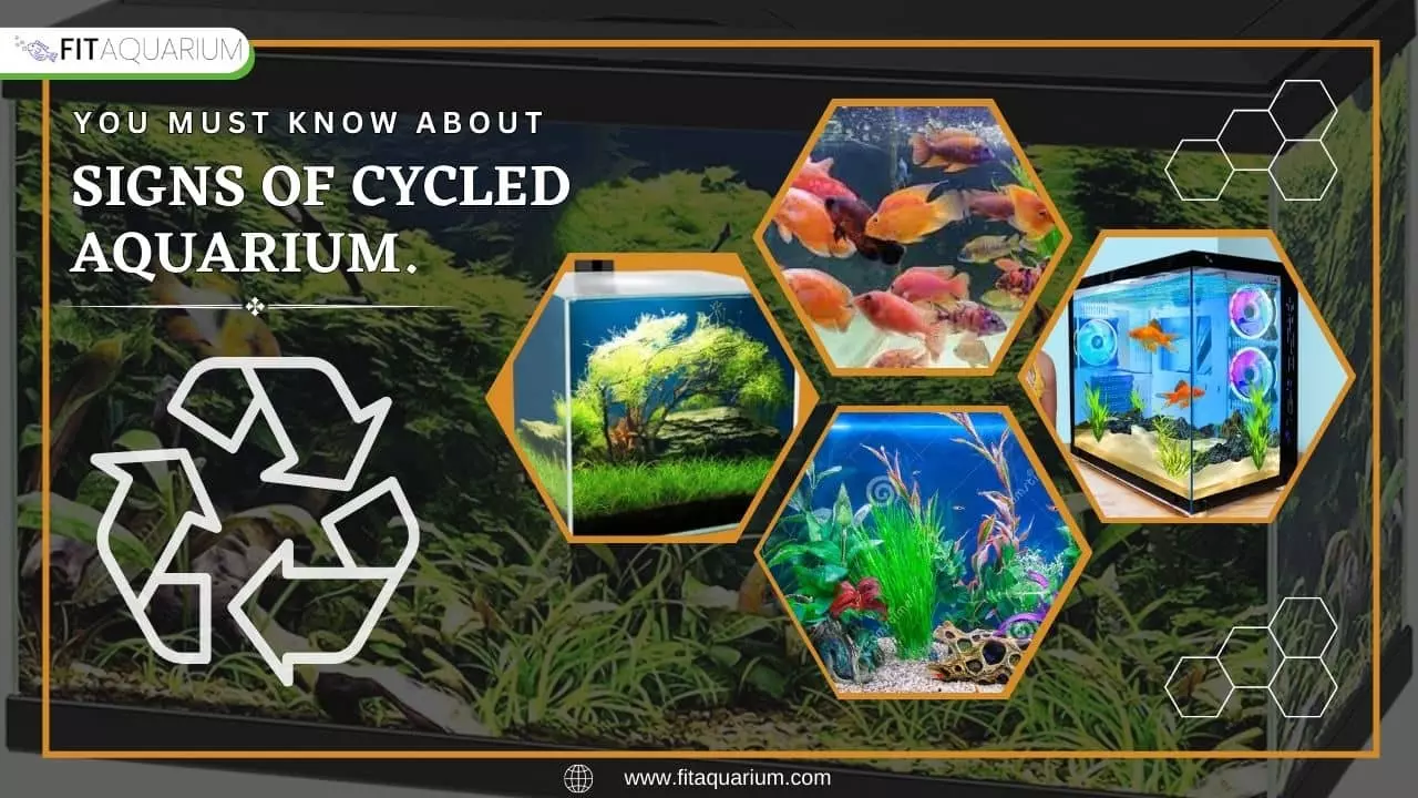 Signs of cycled aquarium
