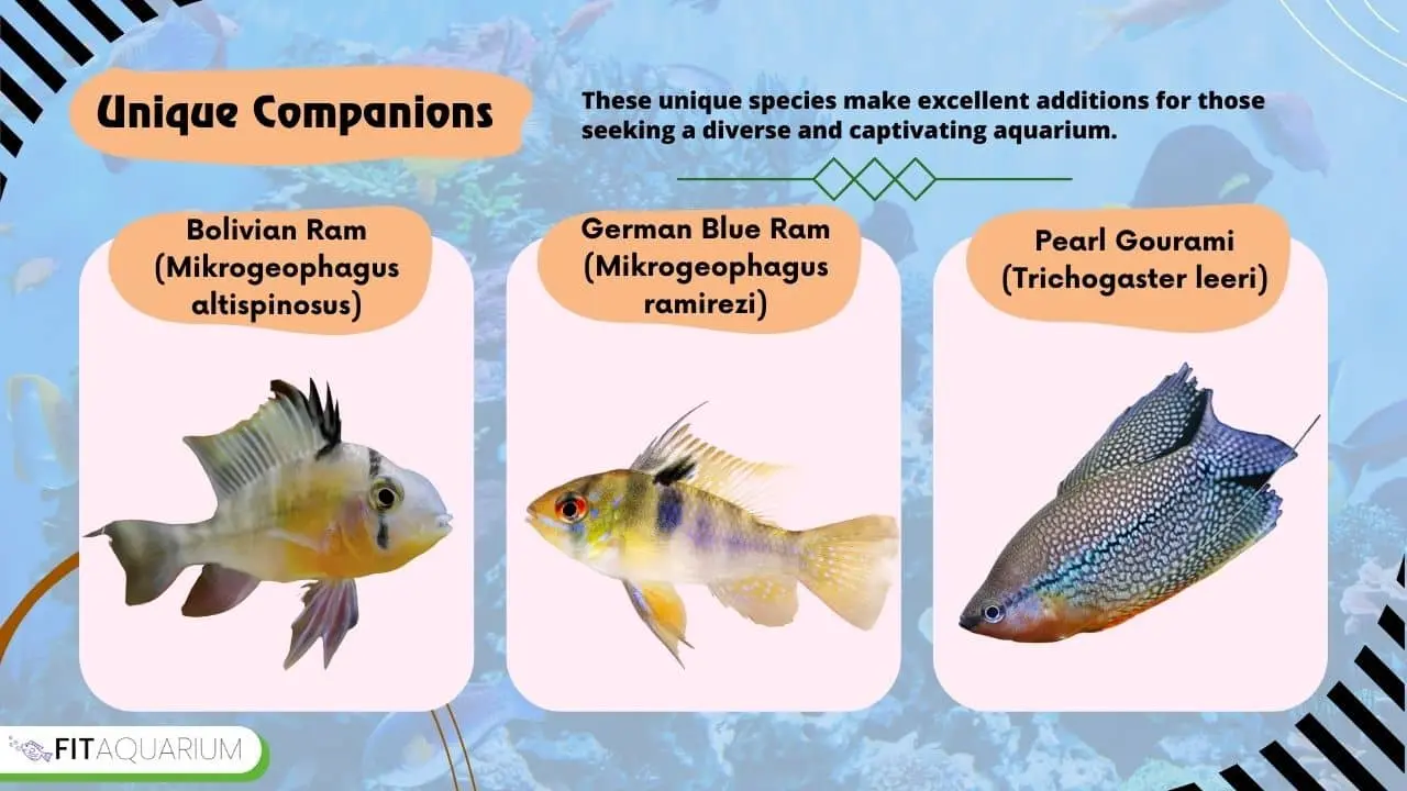 Unique companions of angelfish
