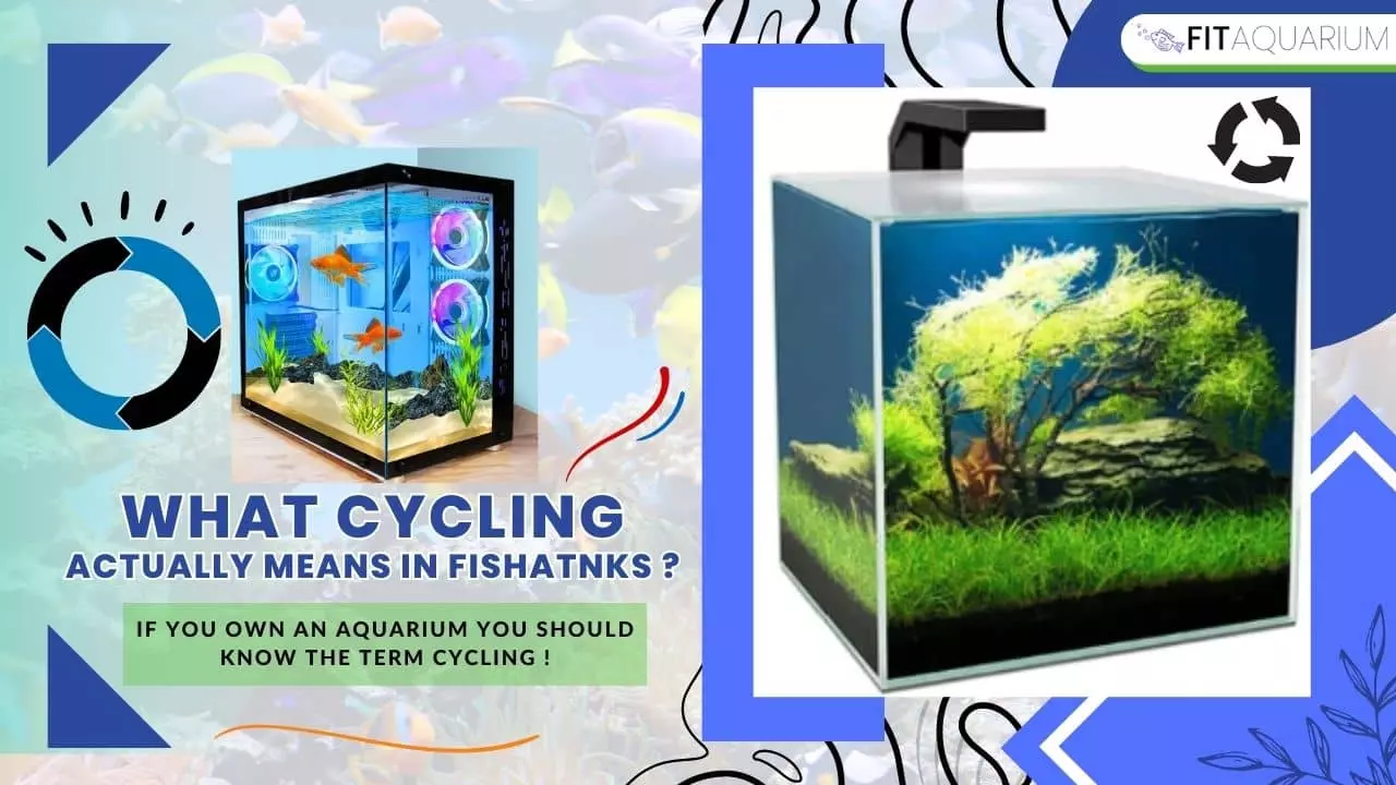 What cycling actually means in fish tank