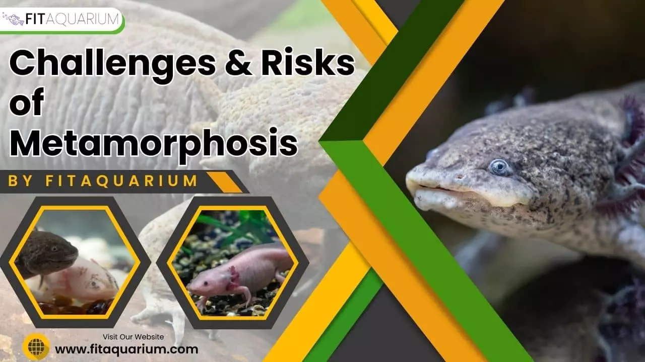 Challenges and risk of metamorphosis