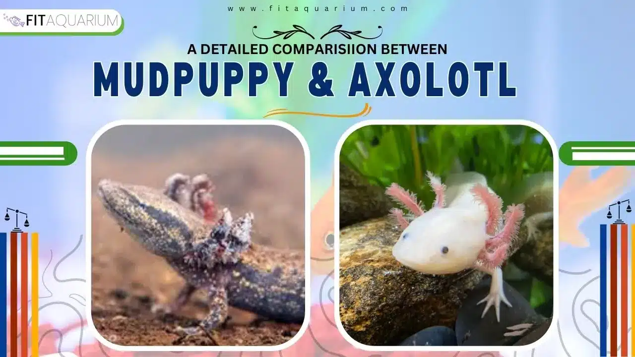 Mudpuppy vs axolotl