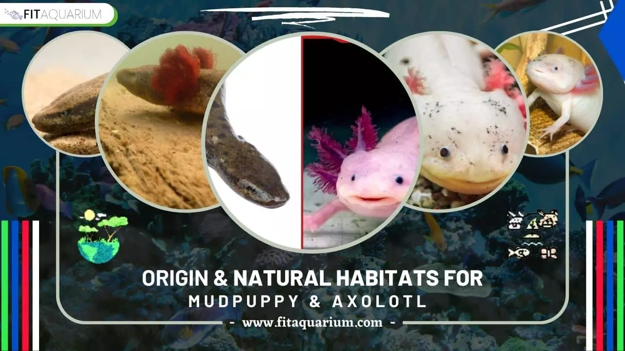 Origin and natural habitat for mudpuppy vs axolotl