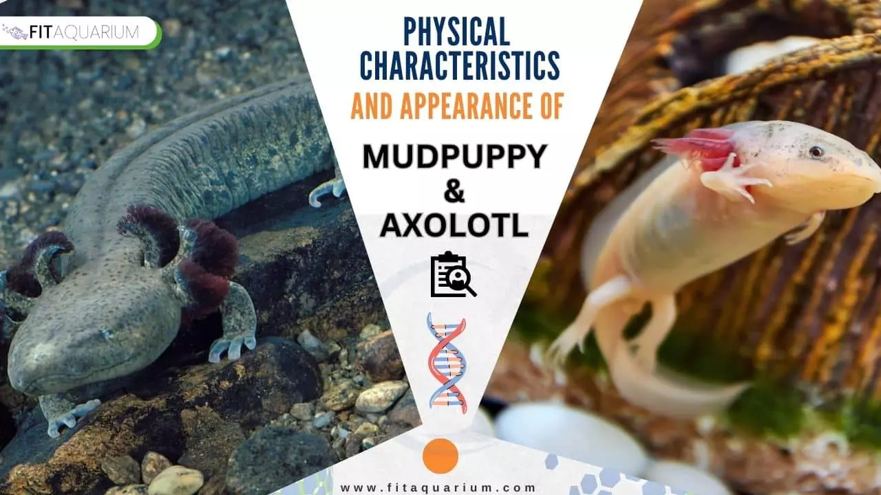 Physical characteristics and appearance of mudpuppy vs axolotl