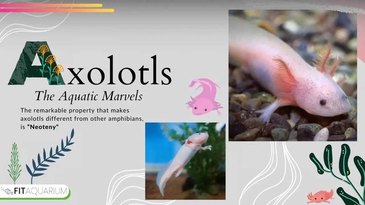 What are axolotls