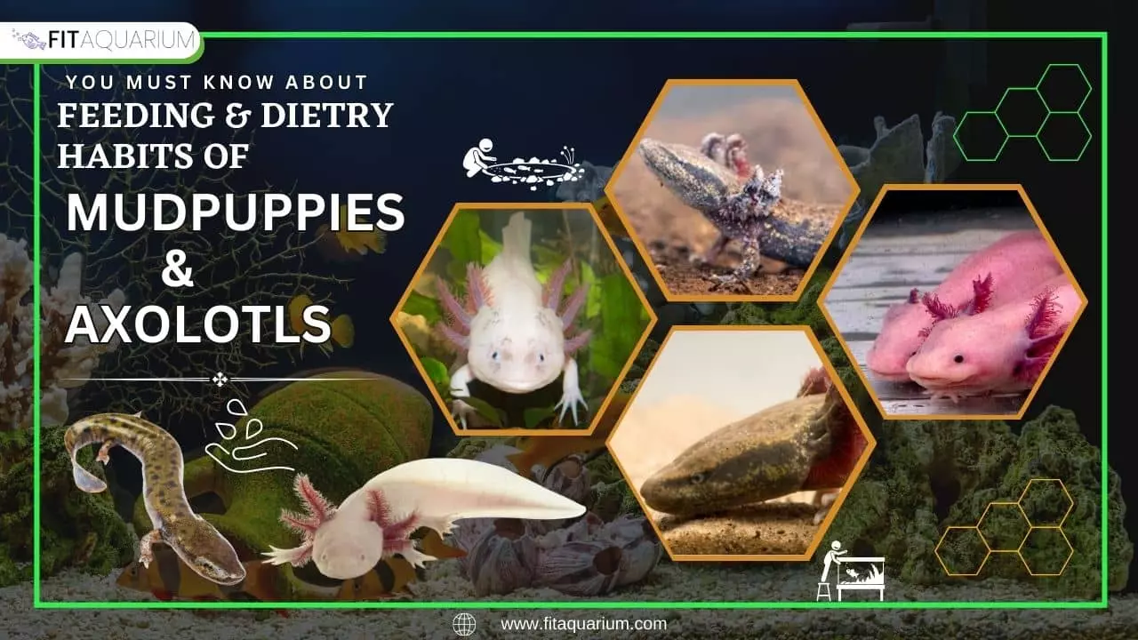 Feeding and dietary habits of axolotl and mudpuppy
