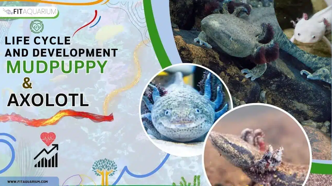 Lifecycle and development of mudpuppy and axolotl