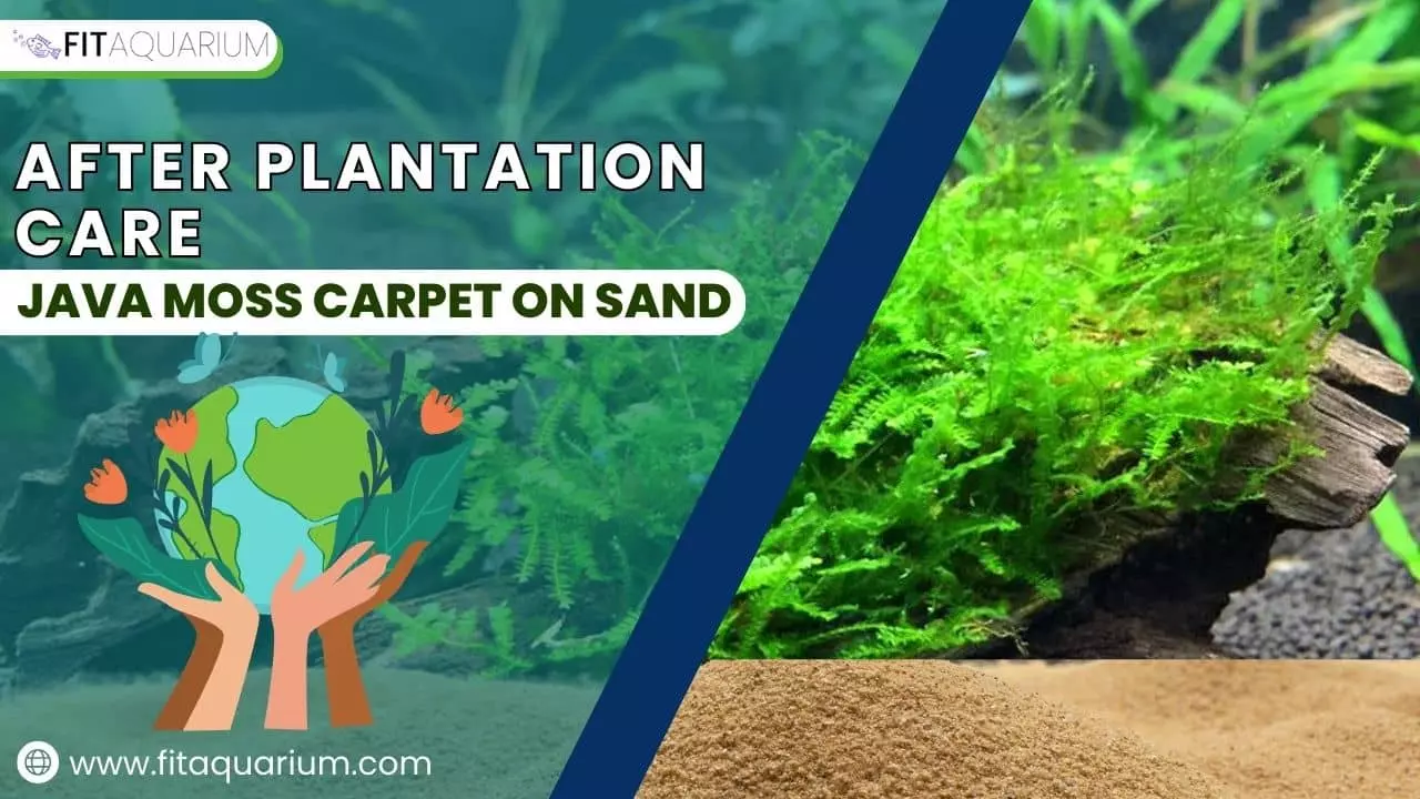 After-plantation care for java moss on sand