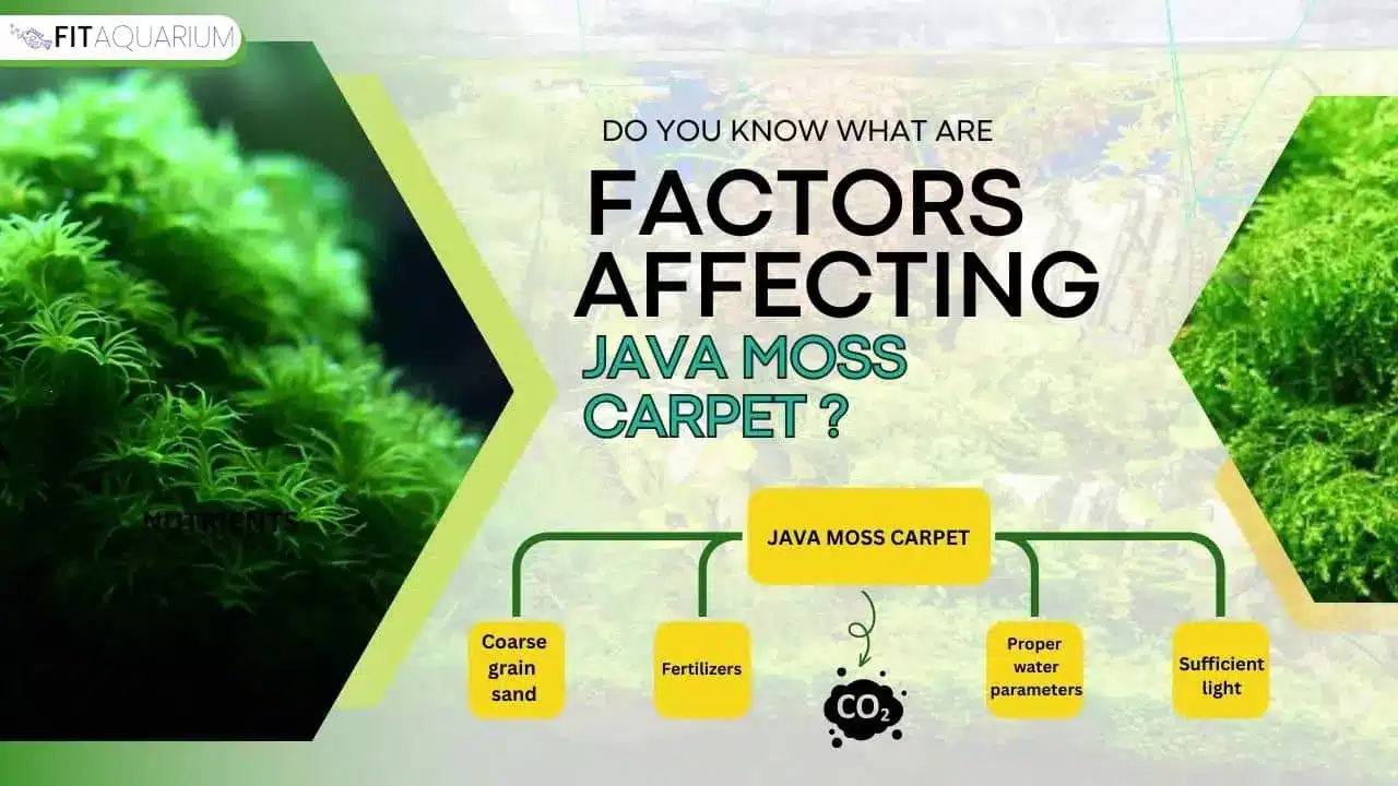 Factors affecting java moss carpet