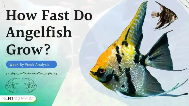How fast do angelfish grow
