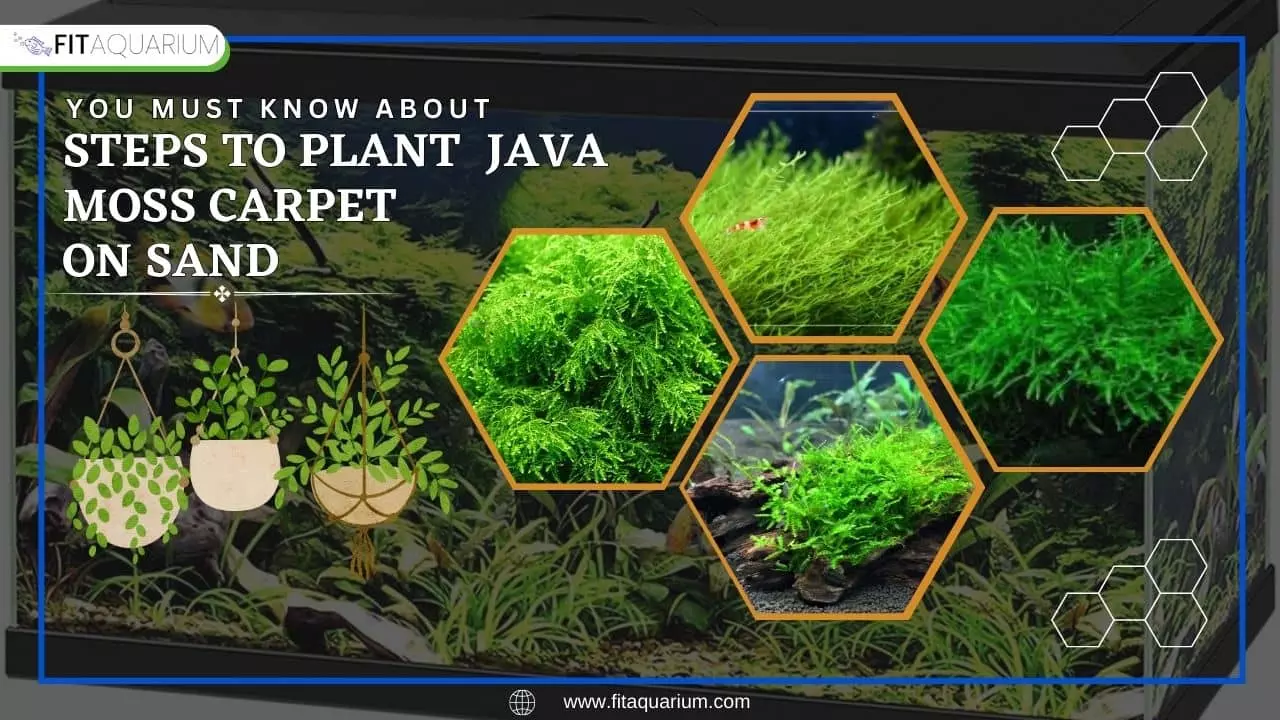 Steps to plant to java moss carpet on sand