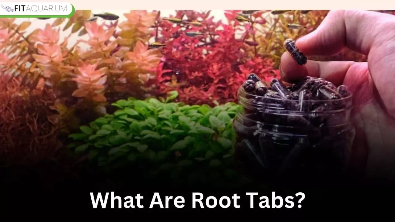 What are root tabs