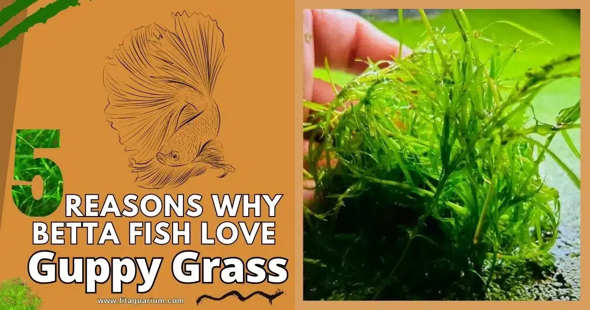 5 reasons why betta fish love guppy grass