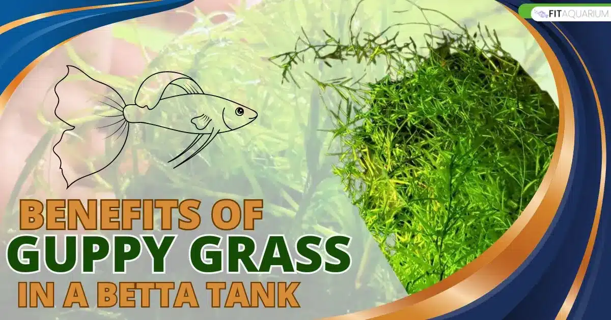 Benefits of guppy grass in a betta tank
