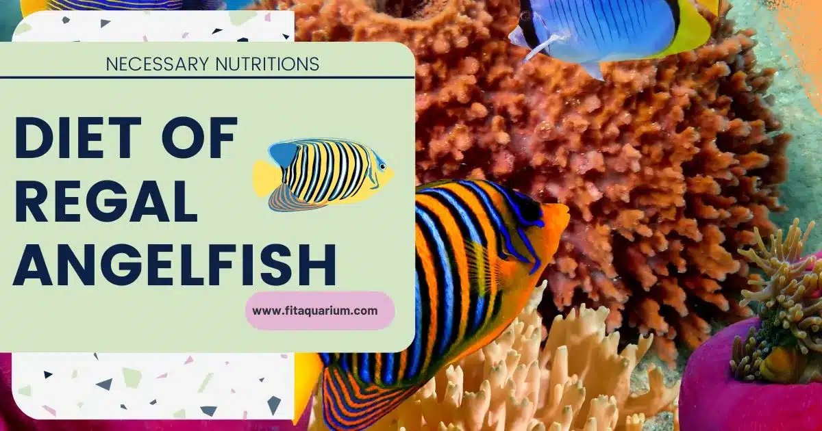 Regal angelfish diet