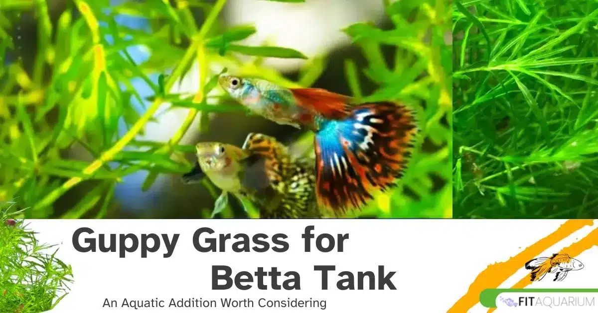 Guppy grass for betta tank