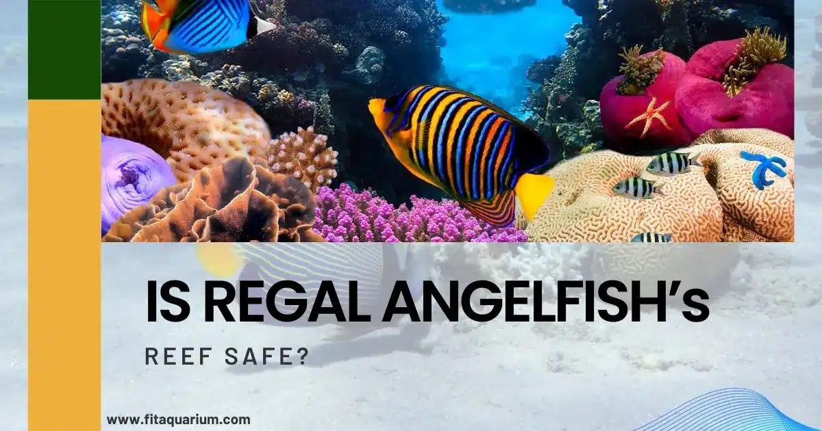 Is regal angelfish reef safe