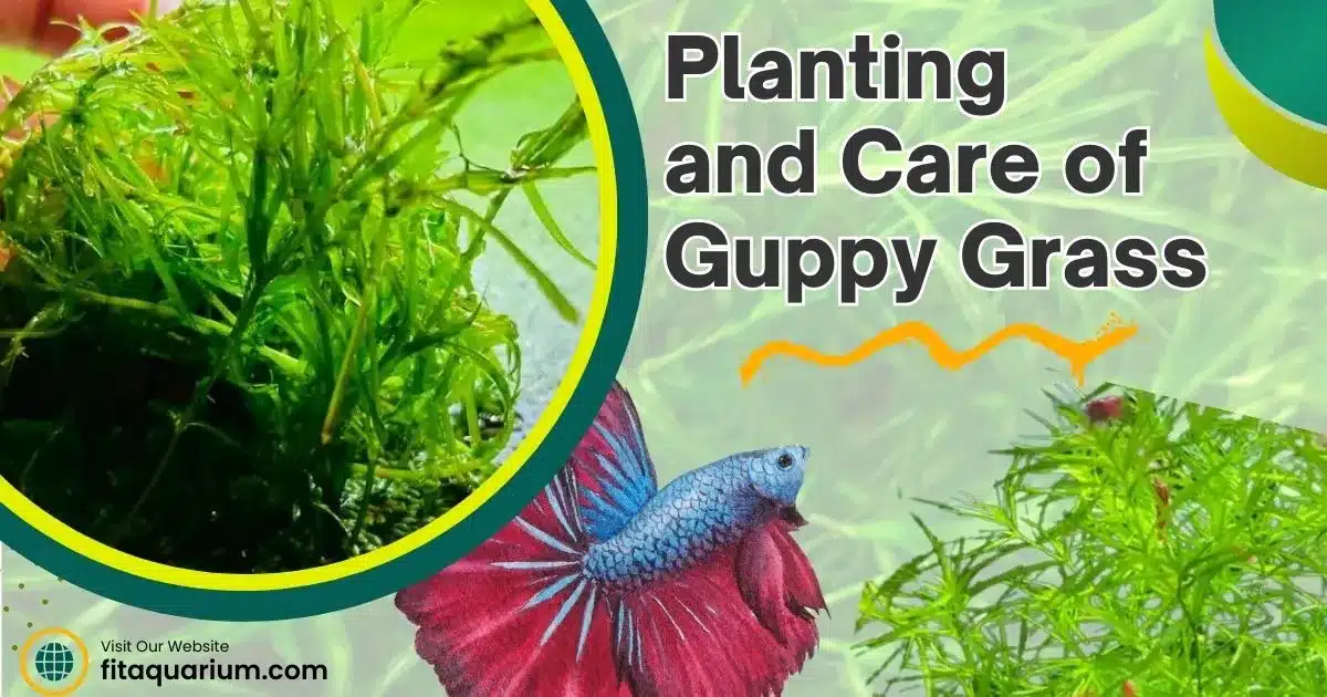 Planting and care of guppy grass