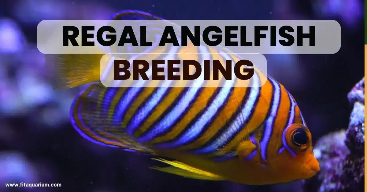Regal angelfish breeding