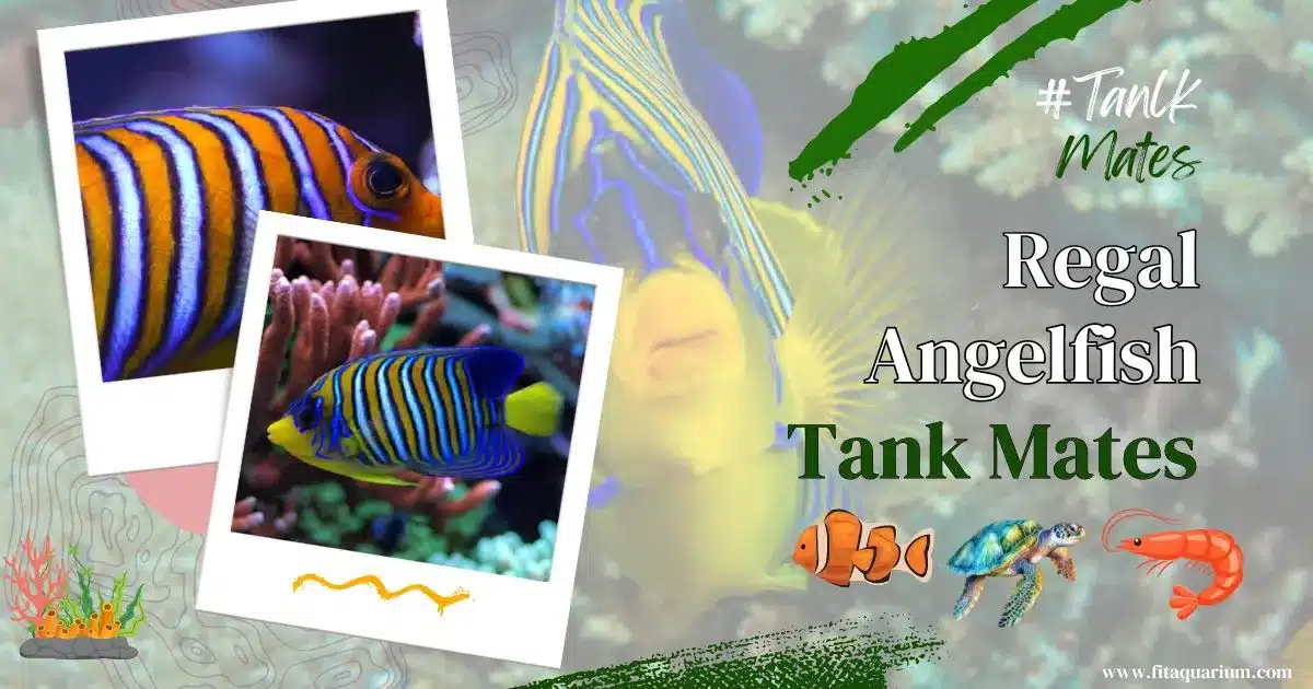 Regal angelfish tank mates