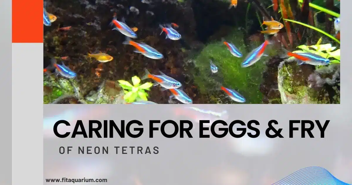 Caring for eggs and fry of tetras