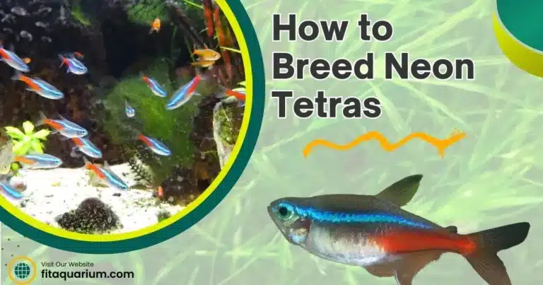 How to breed neon tetras
