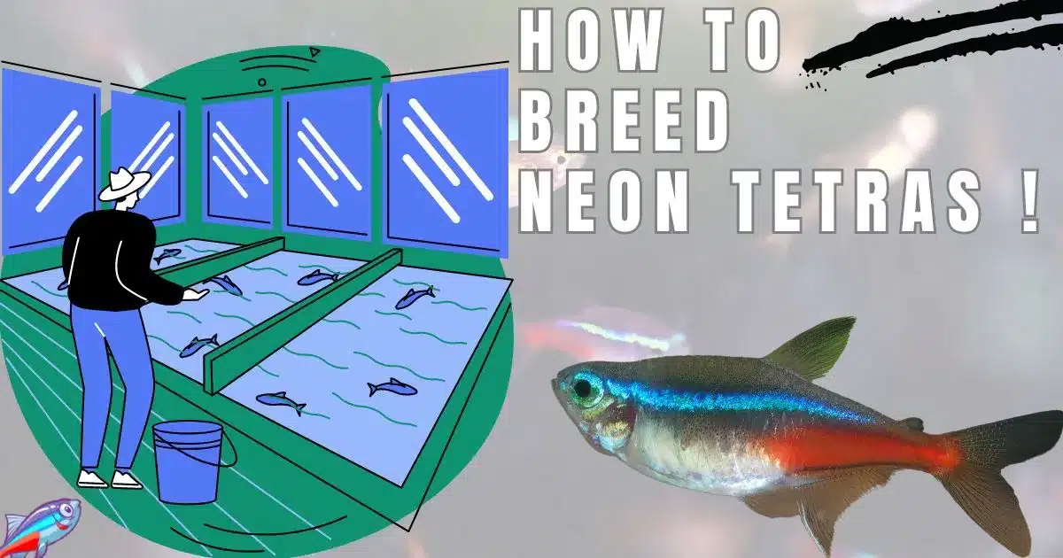 How to breed tetras
