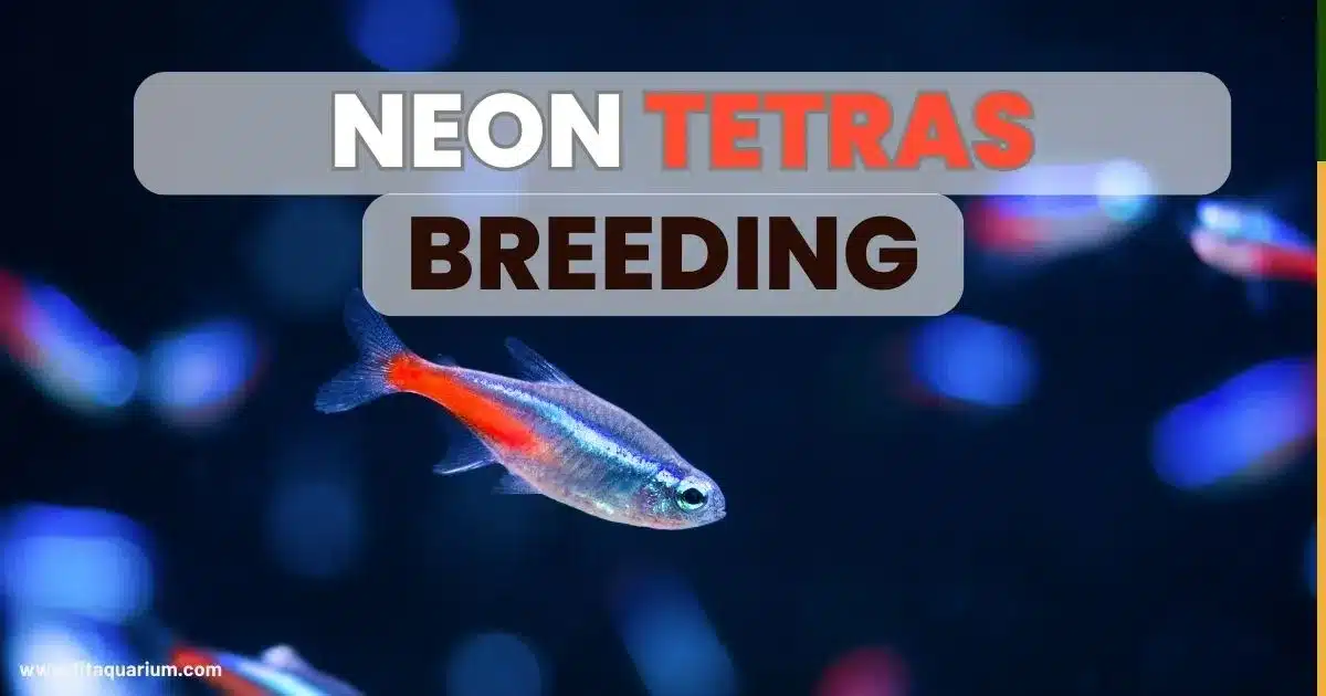 Neon tetras breeding