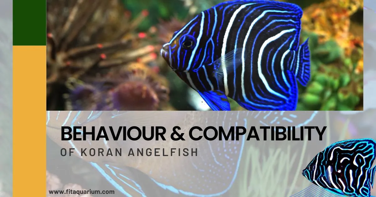 Behaviour and compatibility of koran angelfish