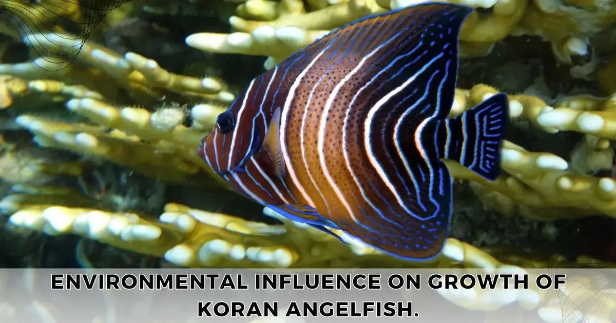 Environmental influence on growth rate of koran angelfish