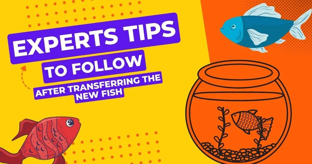 Expert tips to follow after acclimating new fish