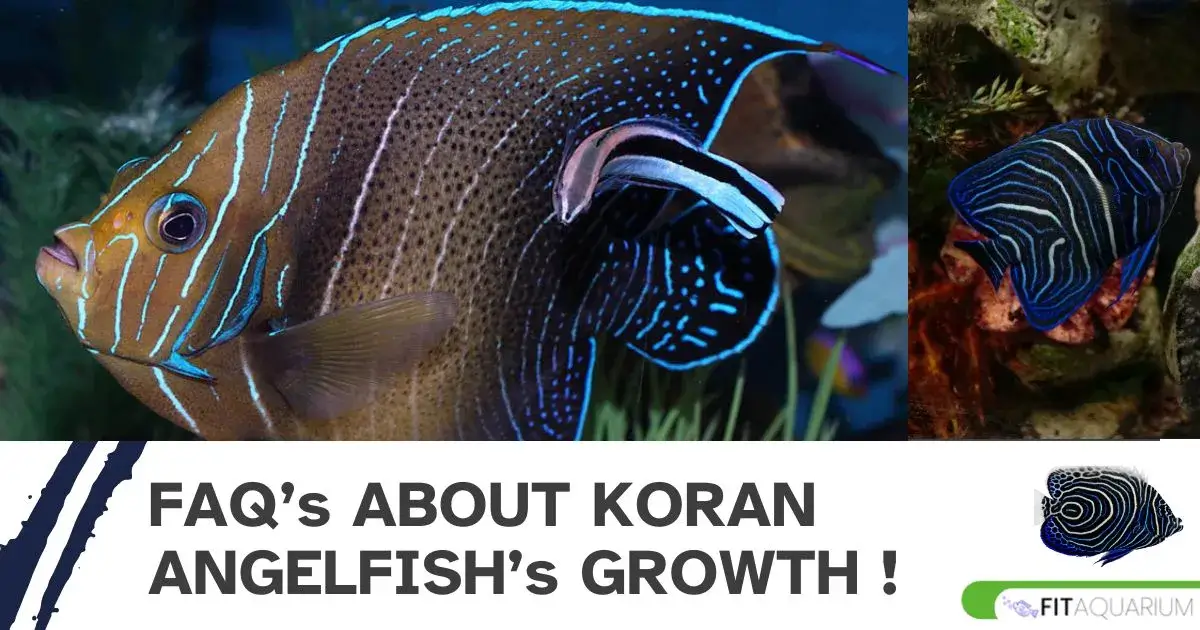 Faq's about koran angelfish growth rate