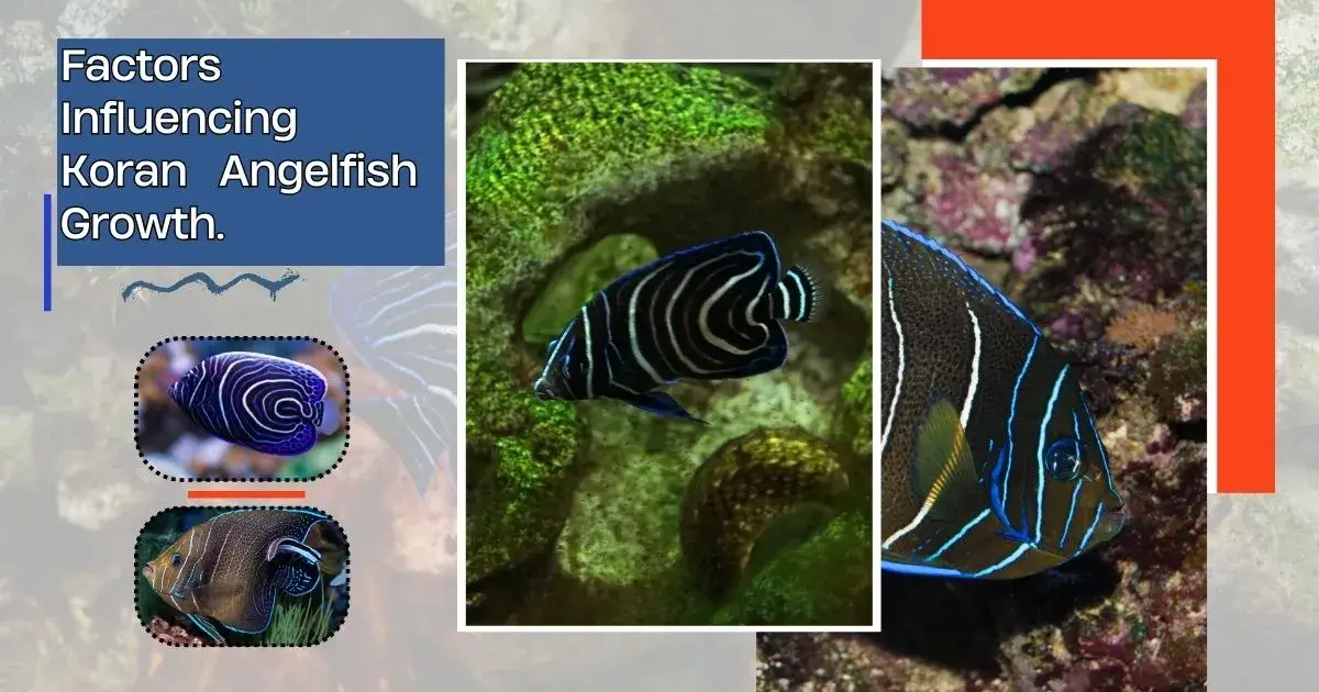 Factors influencing koran angelfish growth