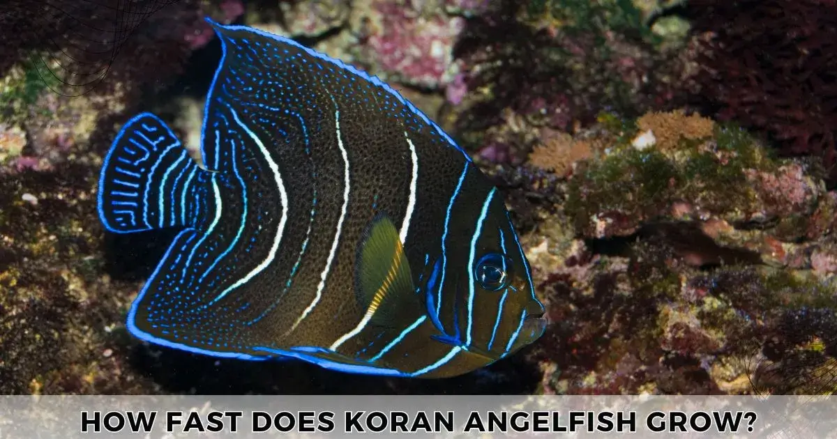 How Fast Do Koran Angelfish Grow