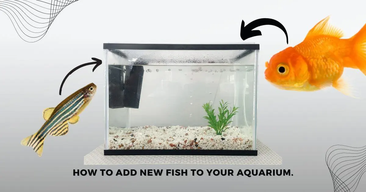 How to acclimate new fish