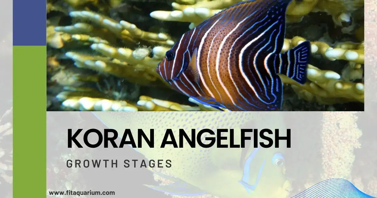 Koran angelfish growth stages
