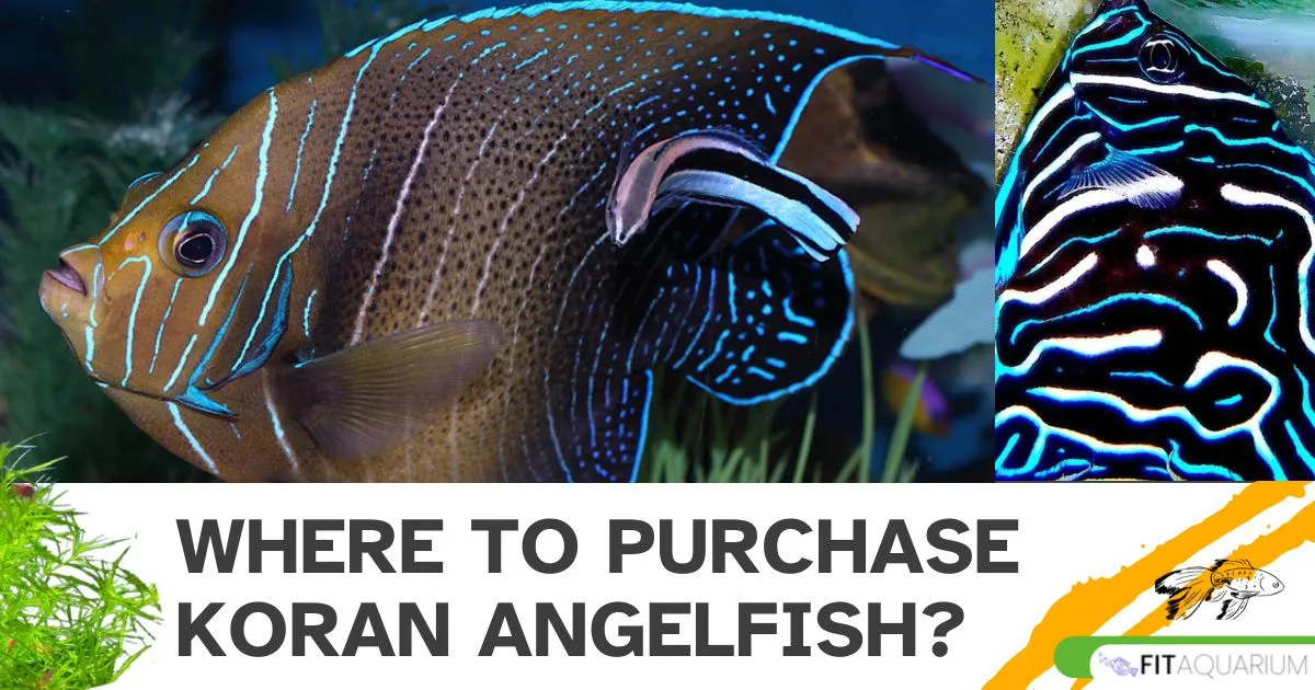 Where to purchase koran angelfish
