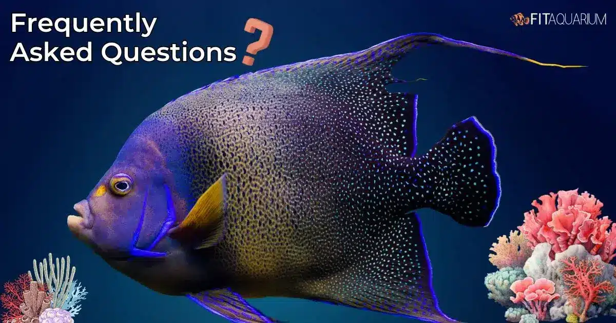 Frequently asked questions for koran angelfish reef safe