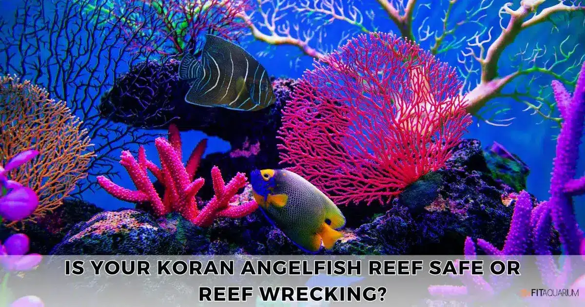 Is your Koran Angelfish Reef Safe